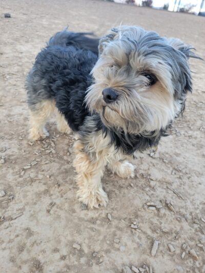 Las Colonias Dog Park - Grand Junction, CO