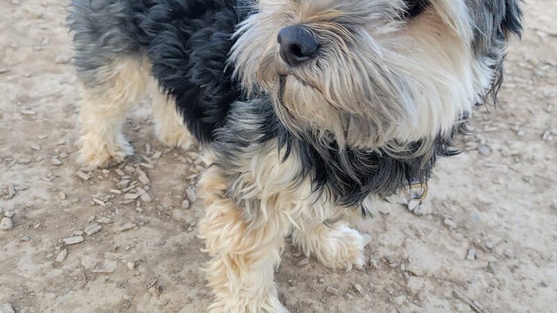 Las Colonias Dog Park - Grand Junction, CO