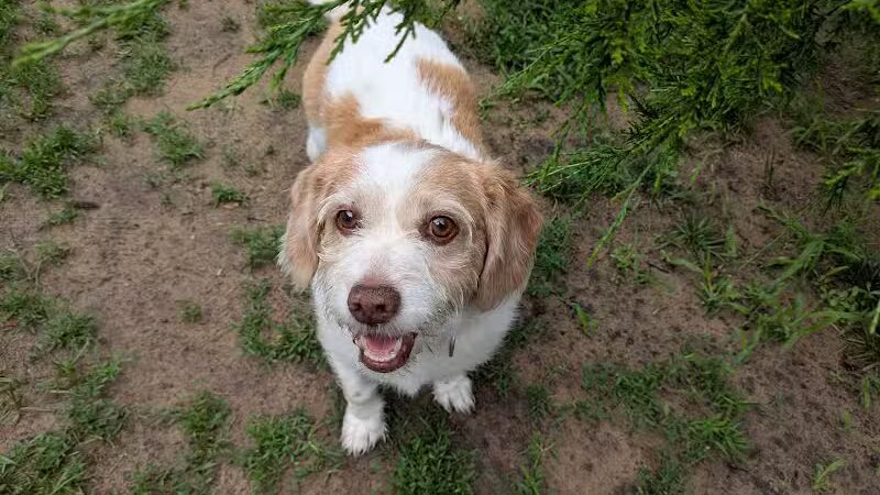 Iva's Place - Grand Junction,