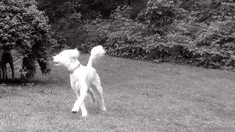 Iva's Place - Grand Junction,