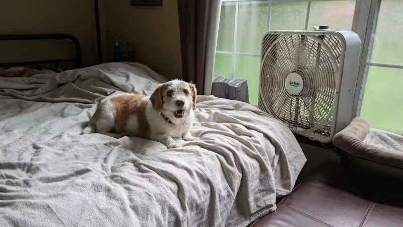 Iva's Place - Grand Junction,