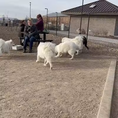 Las Colonias Dog Park - Grand Junction,