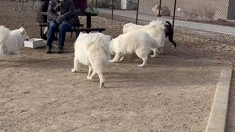 Las Colonias Dog Park - Grand Junction,