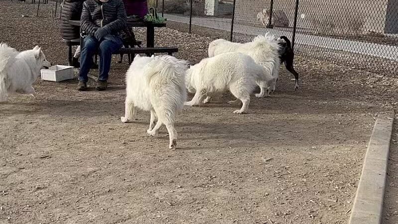 Las Colonias Dog Park - Grand Junction,