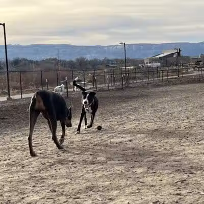Las Colonias Dog Park - Grand Junction,