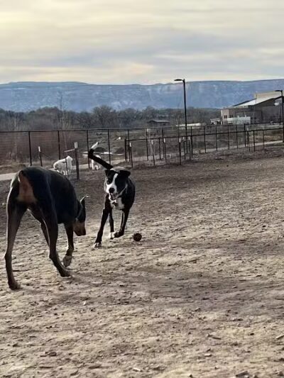Las Colonias Dog Park - Grand Junction,
