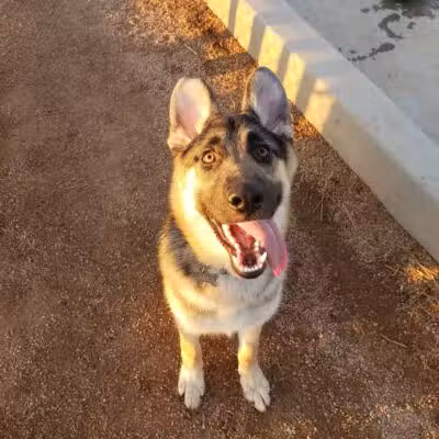 Las Colonias Dog Park - Grand Junction,