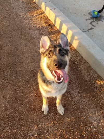 Las Colonias Dog Park - Grand Junction,