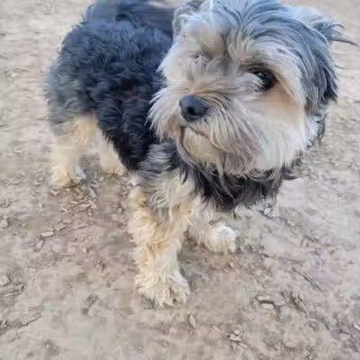 Las Colonias Dog Park - Grand Junction,