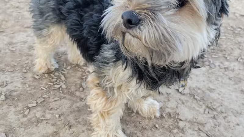 Las Colonias Dog Park - Grand Junction,