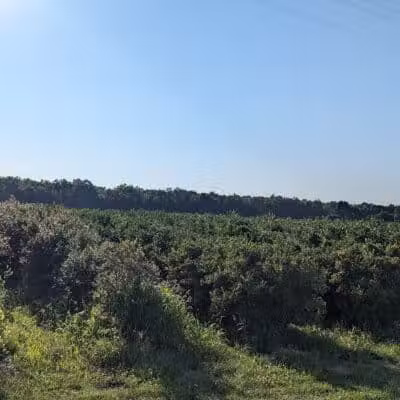 True Blue Farms - Grand Junction,