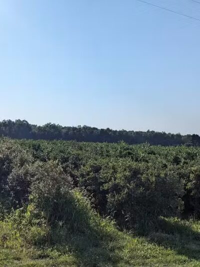 True Blue Farms - Grand Junction,