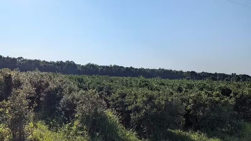 True Blue Farms - Grand Junction,