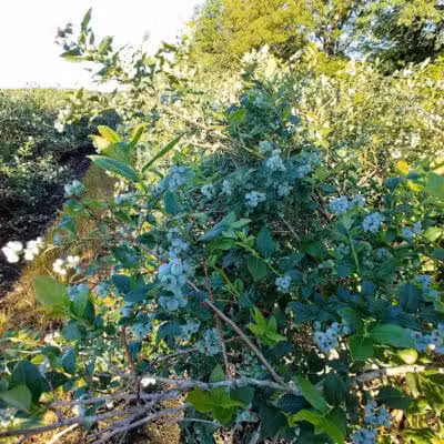 True Blue Farms - Grand Junction,