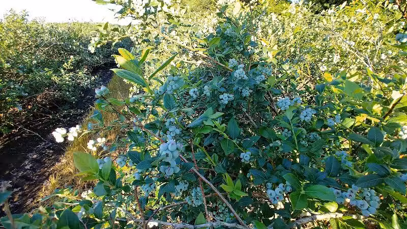 True Blue Farms - Grand Junction,