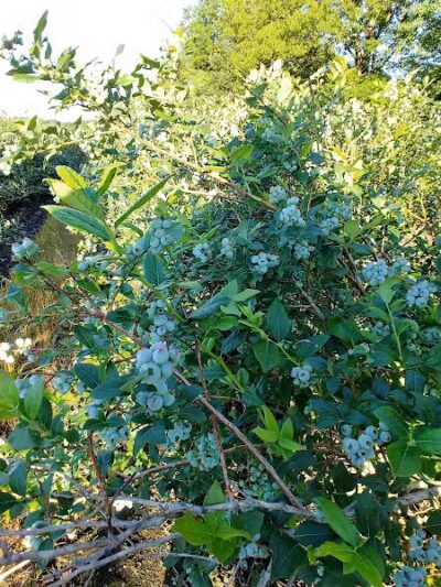 True Blue Farms - Grand Junction,