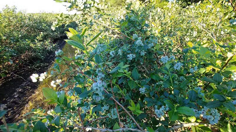 True Blue Farms - Grand Junction,