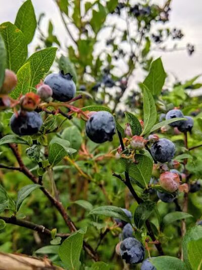 True Blue Farms - Grand Junction,