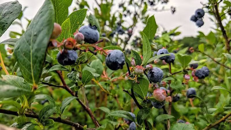 True Blue Farms - Grand Junction,