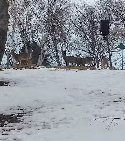 Beach Park Motel - Grand Marais,