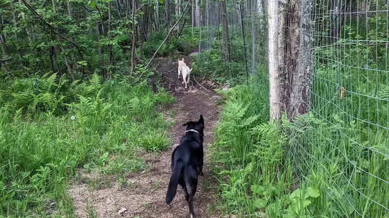 Grand Marais Dog Park by Go Dog North Shore - Grand Marais,