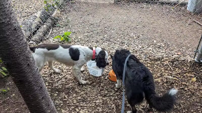 Grand Marais Dog Park by Go Dog North Shore - Grand Marais,