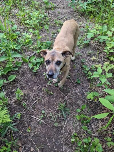 Grand Marais Dog Park by Go Dog North Shore - Grand Marais,