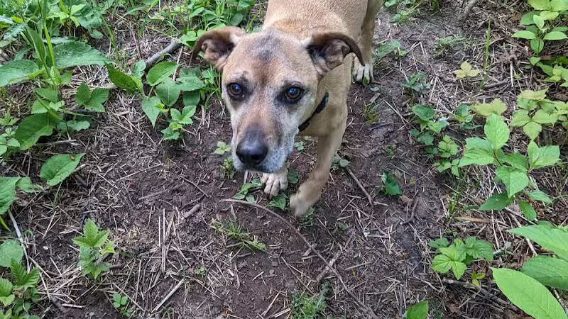 Grand Marais Dog Park by Go Dog North Shore - Grand Marais,