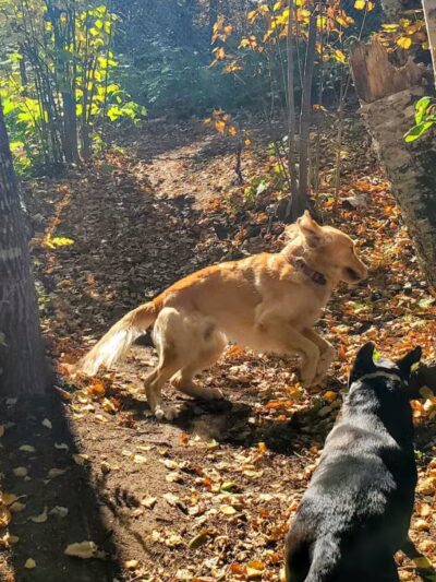 Grand Marais Dog Park by Go Dog North Shore - Grand Marais,