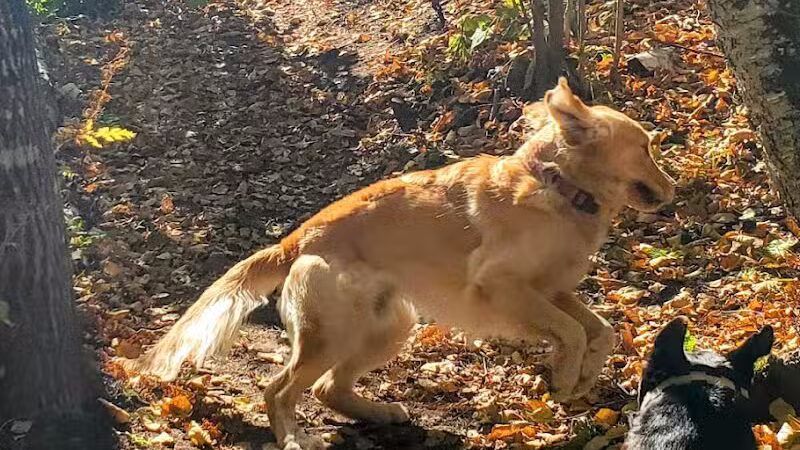 Grand Marais Dog Park by Go Dog North Shore - Grand Marais,