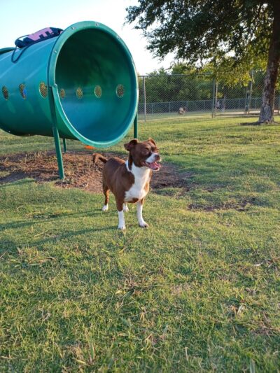 Central Bark Dog Park - Grand Prairie, TX