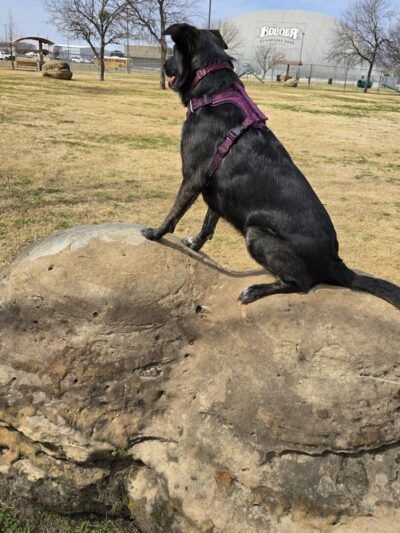Central Bark Dog Park - Grand Prairie, TX