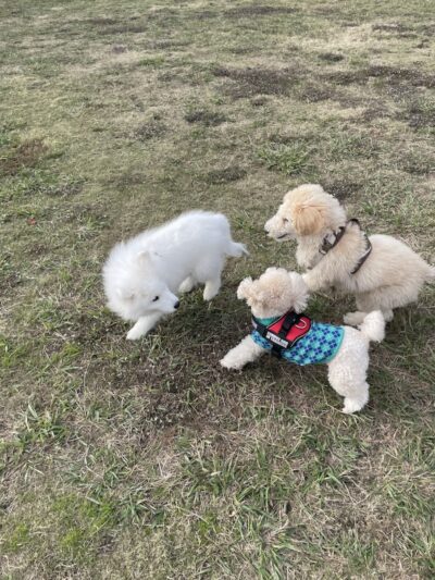 Central Bark Dog Park - Grand Prairie, TX