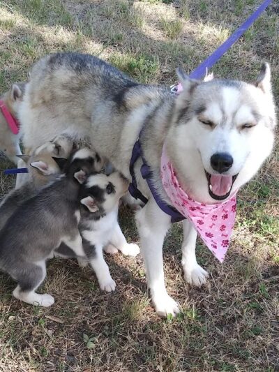 Central Bark Dog Park - Grand Prairie, TX
