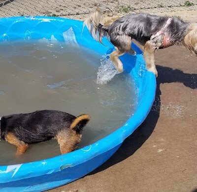 Central Bark Dog Park - Grand Prairie, TX