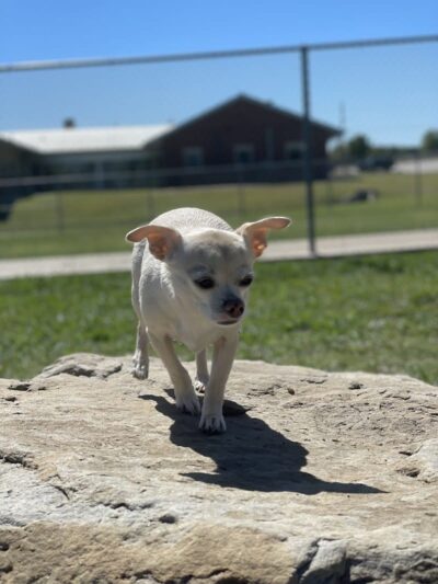 Central Bark Dog Park - Grand Prairie, TX