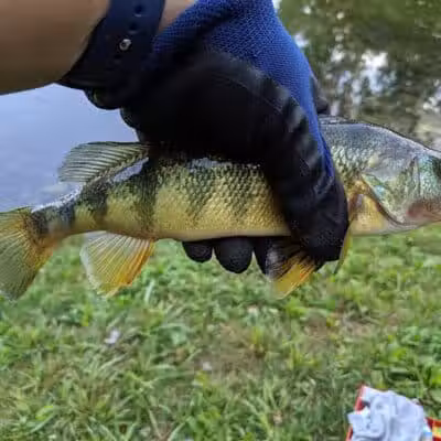 Ambrose Park - Grand Rapids, MI