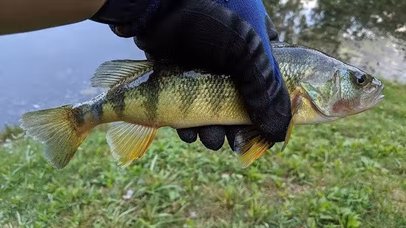 Ambrose Park - Grand Rapids, MI