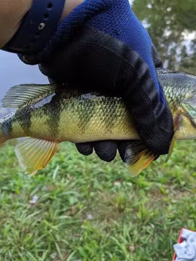 Ambrose Park - Grand Rapids, MI