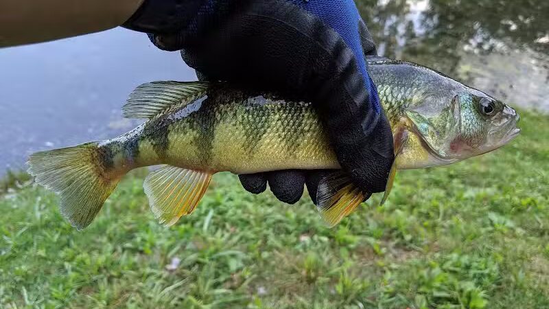 Ambrose Park - Grand Rapids, MI
