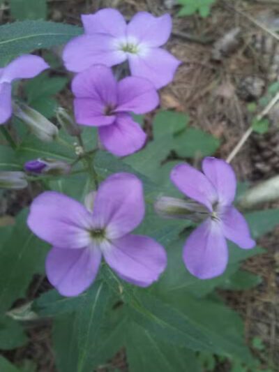 Ambrose Park - Grand Rapids, MI