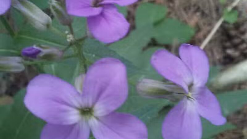 Ambrose Park - Grand Rapids, MI