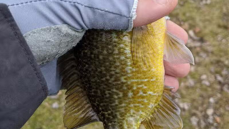 Ambrose Park - Grand Rapids, MI