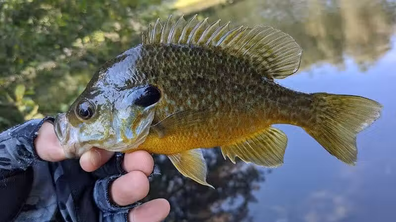 Ambrose Park - Grand Rapids, MI