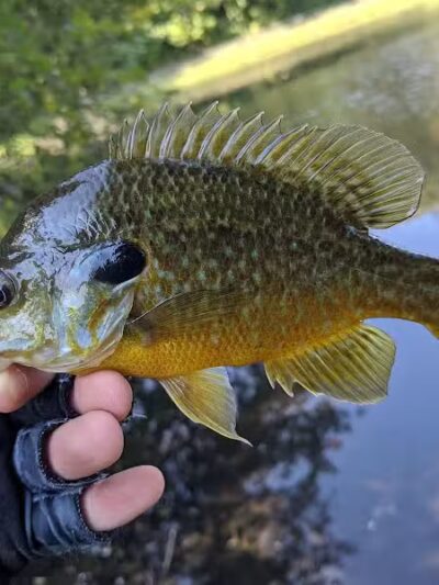 Ambrose Park - Grand Rapids, MI
