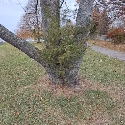 Cascade Dog Park - Grand Rapids, MI