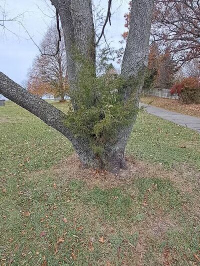 Cascade Dog Park - Grand Rapids, MI