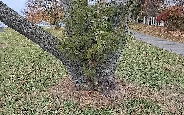 Cascade Dog Park - Grand Rapids, MI