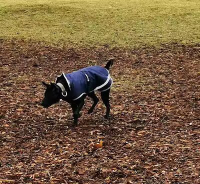 Cascade Dog Park - Grand Rapids, MI