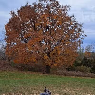 Cascade Dog Park - Grand Rapids, MI